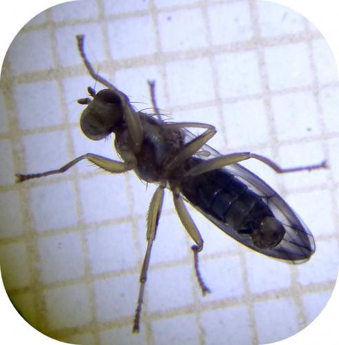 Opomyza germinationis